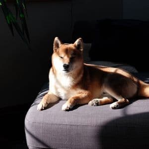 Dogecoin Could Rally 300x And Cross $20, Analyst Claims