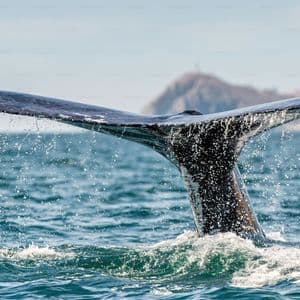 Bitcoin Whales Return To Binance As Market Holds Its Breath