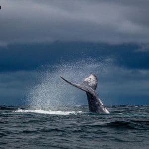 Ethereum Whale Dumps 20,000 ETH for $41.18M in a Single Hour as $2,000 Support Emerges