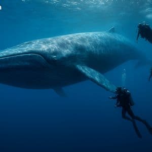 Whale Shorts $16M in Bitcoin and Ether While Going Long on TradFi on Hyperliquid