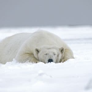 XRP Must Hold This Level To Avoid Transition To Macro Bear Structure