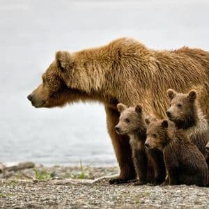 Bitcoin’s Brief Rally Isn’t The End Of The Bear Market, Analysts Say