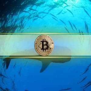 Bitcoin Whale Accumulation Hits Highest Level Since 2024 Amid BTC Price Weakness