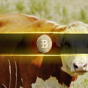 Bullish Sentiment Returns as BTC Nears $70K But Is it a Bull Trap?