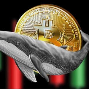 BTC whales ramp up accumulation to highest level since 2013