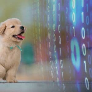 AI pet collar claims it can decode cats and dogs with 95% accuracy