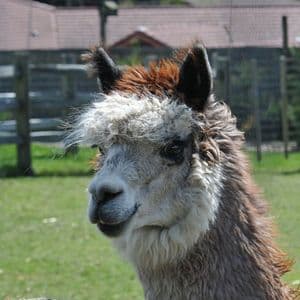 Alpaca Finance, Once a DeFi Giant on BNB Chain, Will Shut Down