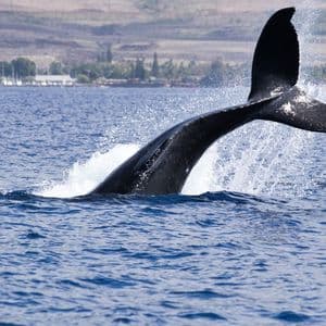 Whale alert: Someone dumped $1.29 billion of BlackRock's bitcoin ETF in a dark pool trade
