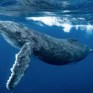 Whales Focus on One Altcoin: They Are Accumulating It Heavily