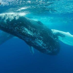 Whale Who Spent $62M on Uniswap and Compound Tokens Is Now Selling at a $39.7M Loss