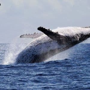 Whale Dumps $100M ETH Short, Pivots to $13.4M Bitcoin Bet at 20x Leverage