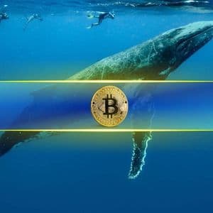 Bitcoin Lost $8K in 2 Days but Whales and Sharks Continue to Accumulate