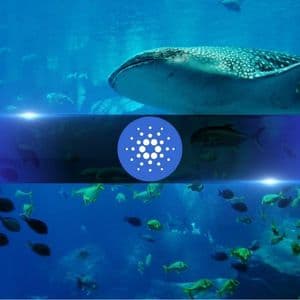 Cardano Whales Keep Buying as ADA Crashes 71% in 9 Months