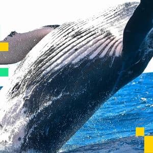 Bitcoin whale wakes up after 12 years to move $84 million fortune