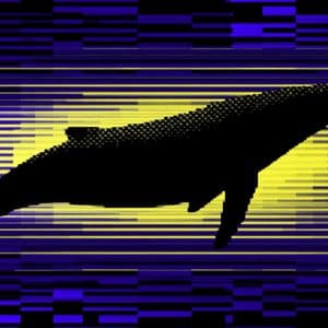 Cardano whales now hold 67% of ADA supply in highest share since 2020